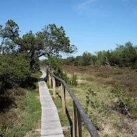 Board walk in the Georgenfeld moor (© Norbert Kaiser; Wikipedia; CC BY-SA 3.0)