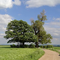 Babisnau poplar (© Frank Ulricht; Wikipedia; CC BY-SA 3.0)