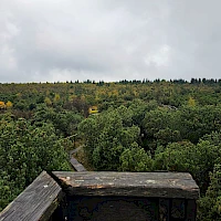 Pohled z výhlídkového mostu na vrchoviště (© Dominique Kumpe)