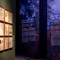 „AMAZONIEN – Faszination tropischer Regenwald' im Panometer Dresden (© Asisi Panometer Dresden)