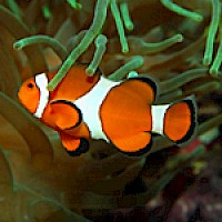 Zoologická zahrada Děčín (zdroj: Landeshauptstadt Dresden, museum-euroregion-elbe-labe.eu)