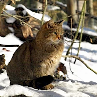 Wild cat in the Zoo Děčín (© Alena Houšková; Wikipedia; CC BY-SA 3.0)