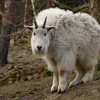 Mountain goat in the Zoo Děčín (© Alena Houšková; Wikipedia; CC BY-SA 3.0)