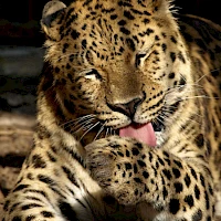 Amur-Leopard im Zoo Děčín (© Alena Houšková; Wikipedia; CC BY-SA 3.0)