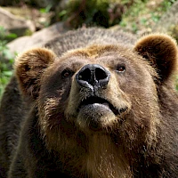 Grizzly-Bär im Zoo Děčín (© Alena Houšková; Wikipedia; CC BY-SA 3.0)