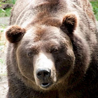 Medvěd grizzly v Zoo Děčín (© Jitka Erbenová; Wikipedia; CC BY-SA 3.0)