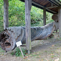 Kiefer mit gedrehtem Stamm