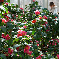 Pillnitz camellia (© Euroregion Elbe/Labe; CC BY-SA 4.0)