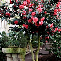 Kamelie (© landschloss-zuschendorf.de)