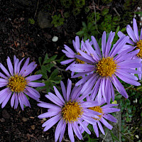 Aster Alpinus in the plant garden Wehlen (© Franzfoto ; Wikipedia; CC BY-SA 3.0)