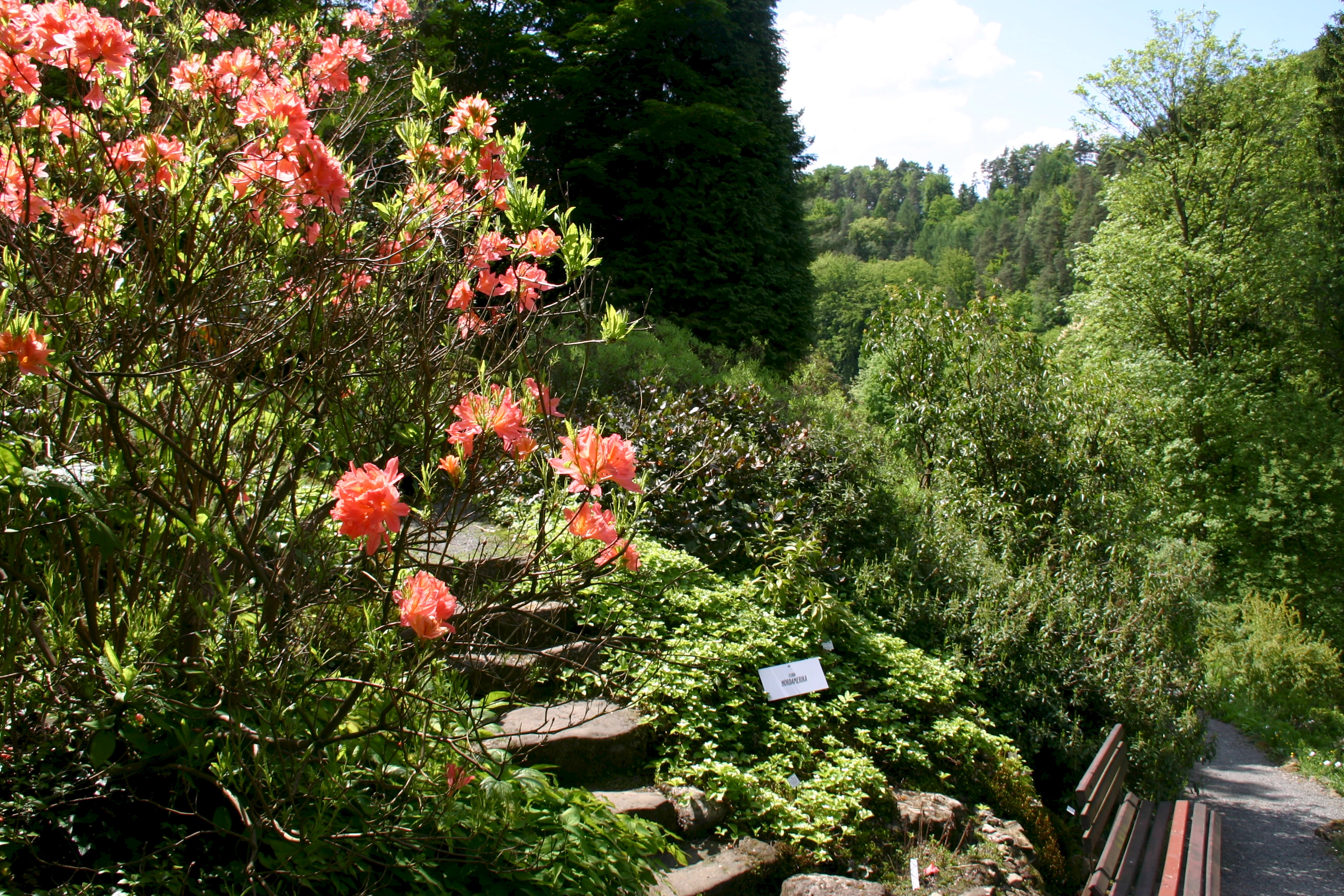 Botanischer Garten Bad Schandau Euroregion Elbe Labe