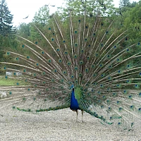 Peacock in the the castle gardens (© EEL/Kubsch)