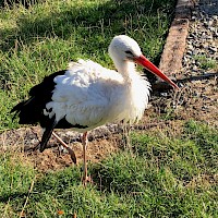 Zoocentrum Srdov (©zoocentrumsrdov.cz)