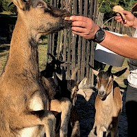 Zoocentrum Srdov (©zoocentrumsrdov.cz)