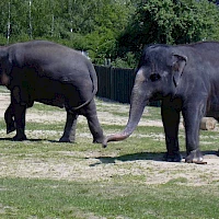 Asian elephants (© Miraceti; Wikipedia; CC BY-SA 3.0)
