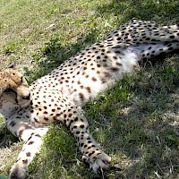 Gepard