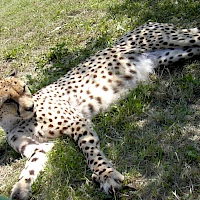 Gepard (© Miraceti; Wikipedia; CC BY-SA 3.0)