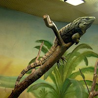 Kubanischer Leguan (© Miraceti; Wikipedia; CC BY-SA 3.0)