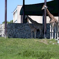 Žirafy Rothschildovy (© Miraceti; Wikipedia; CC BY-SA 3.0)