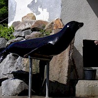 Kalifornischer Seelöwe (© Miraceti; Wikipedia; CC BY-SA 3.0)