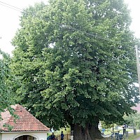 Lindenmuseum Schmorsdorf (© Kubsch/EEL)