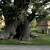 Stammansicht und Museum (© DynaMoToR; Wikipedia; CC BY-SA 3.0)