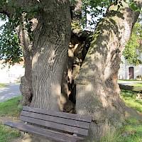 Geöffneter Stamm von Süden(© DynaMoToR; Wikipedia; CC BY-SA 3.0)