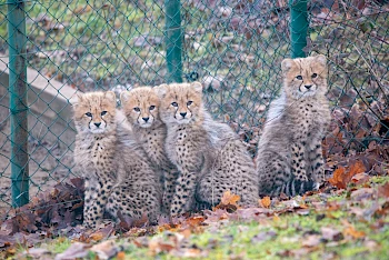 Geparden-Nachwuchs im Zoo Ústí