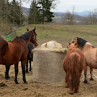 Třebušín (© Euroregion Elbe/Labe)