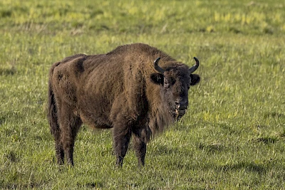 Wisent im Białowieża-Wald in Polen
