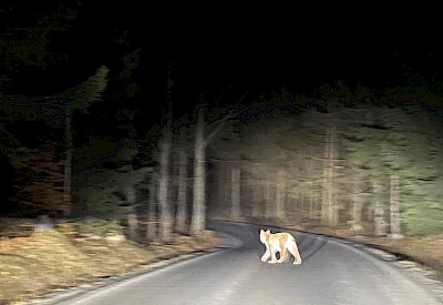 Luchs am Rande der B&ouml;hmischen Schweiz am 13.03.2026