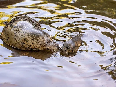 Nachwuchs bei den Seehunden